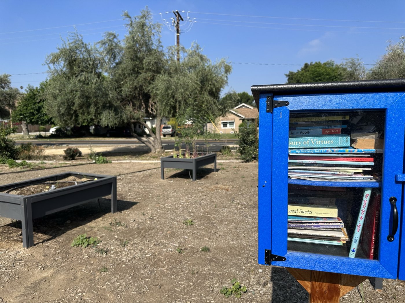 A blue little free library filled with children's books beside raised garden beds and olive trees at the Peace Park