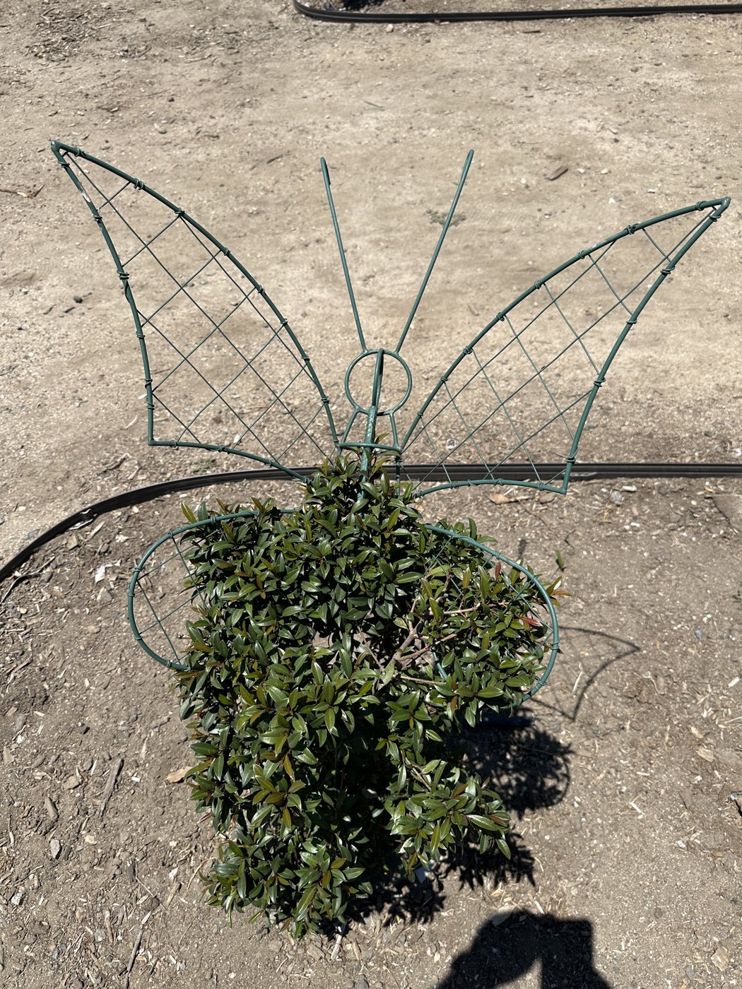 A butterfly-shaped topiary frame over a young shrub, seen from above